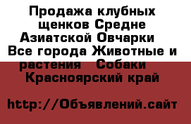 Продажа клубных щенков Средне Азиатской Овчарки - Все города Животные и растения » Собаки   . Красноярский край